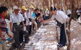 靈芝中含有哪些有效成分？