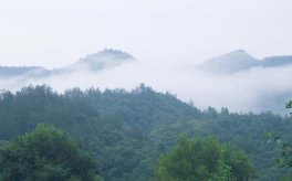 中國靈芝的主產地是哪？