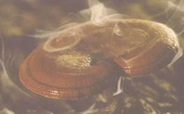 什么是靈芝孢子粉？